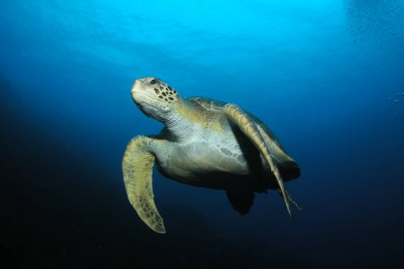 Liveaboard Check Out Dive