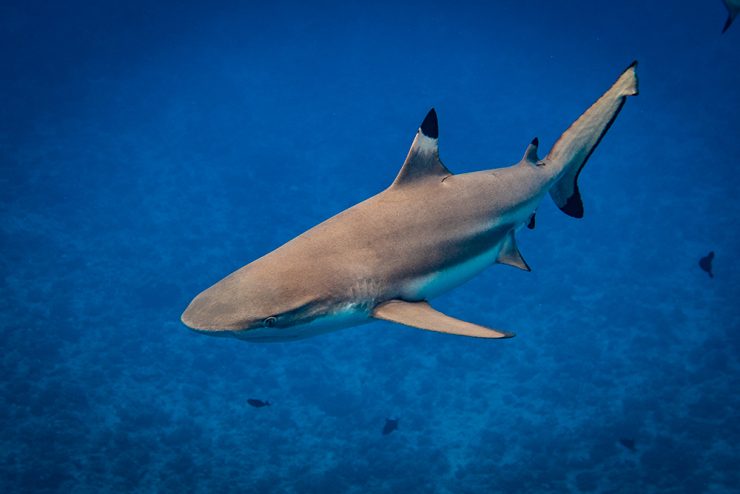 Blacktip Shark Carcharhinus limbatus
