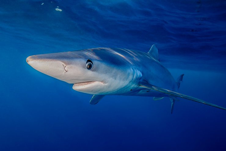 Blue Shark (Prionace Glauca) in Cabo San Lucas