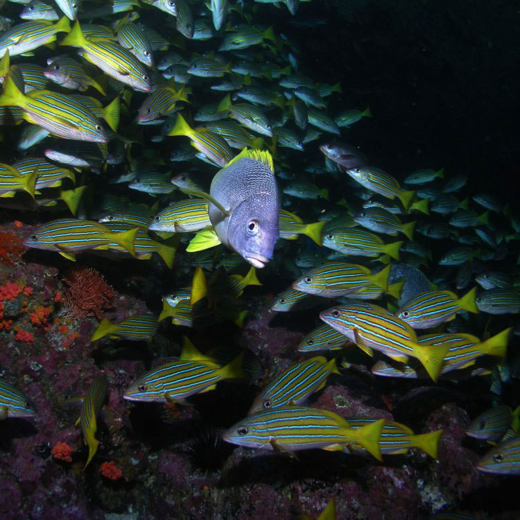 Scuba Diving in Baja California Scuba Diving in Baja California