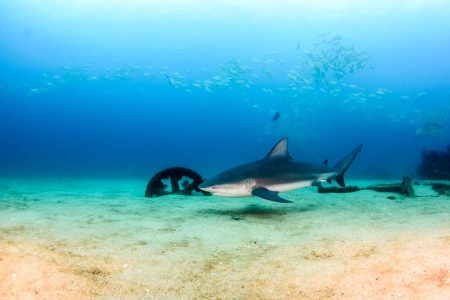 Bull Shark in Cabo Pulmo