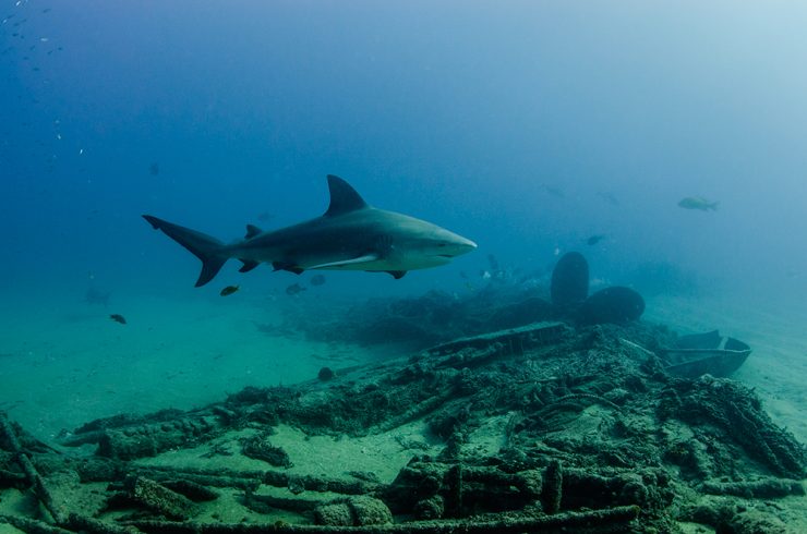 Bull shark in the Vencedor shipwreck dive site in Cabo Pulmo Mexico