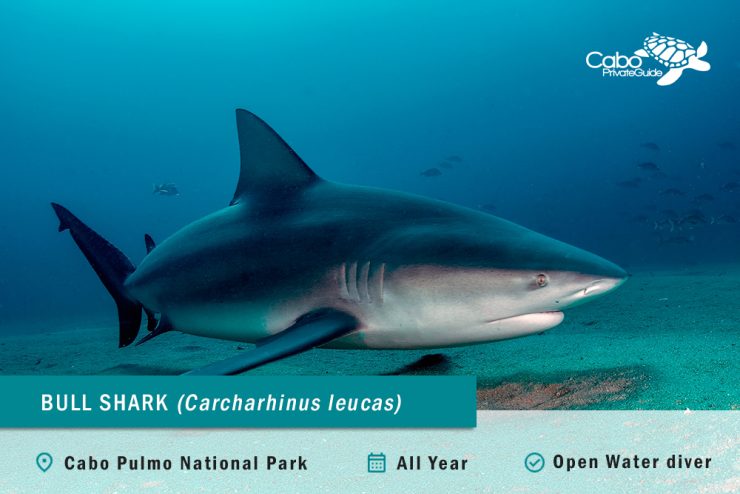 Scuba diving with Bull Shark in Cabo Pulmo, Mexico