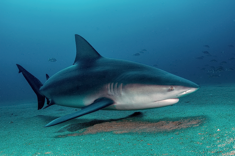Bull Shark in Cabo Pulmo