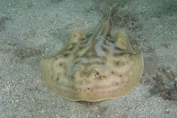 Cortez Round Stingray