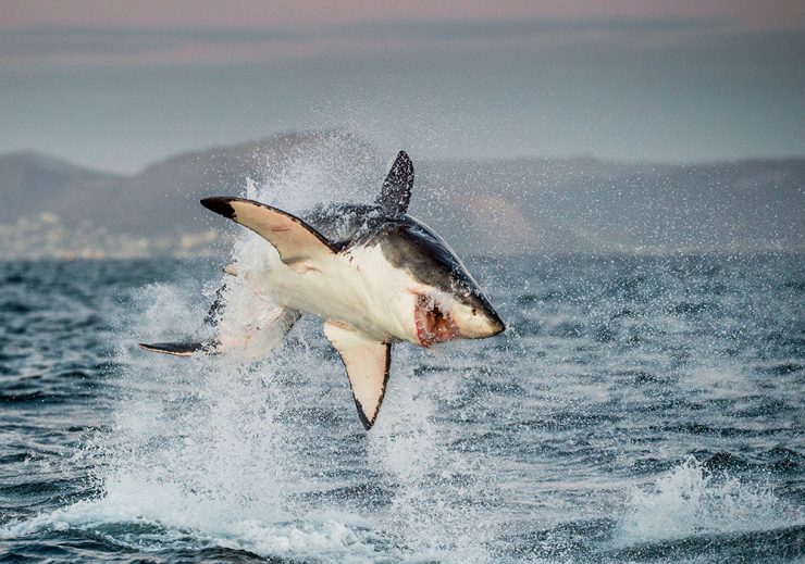 Great White Shark, jumping out of the water