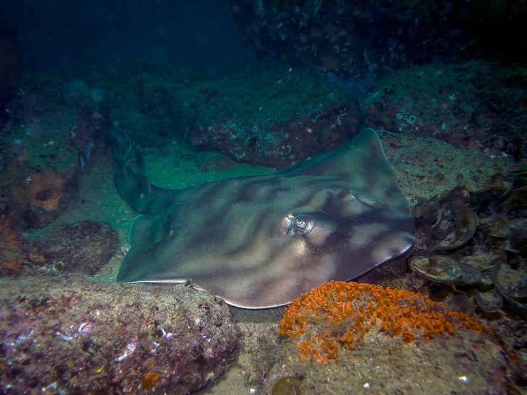 Guitar shark in Cabo San Lucas