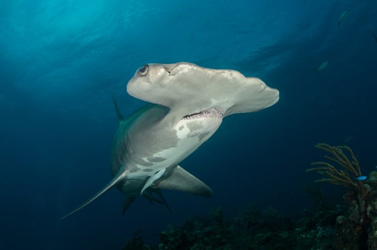 Hammerhead shark at Gordo Banks