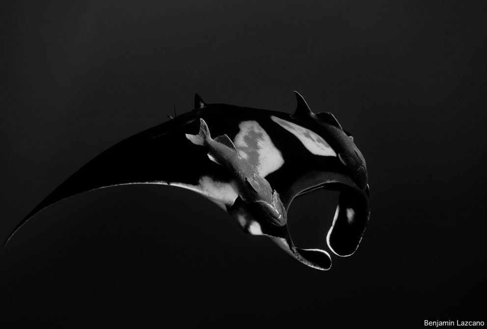 La-Reina-Manta Manta La Reina