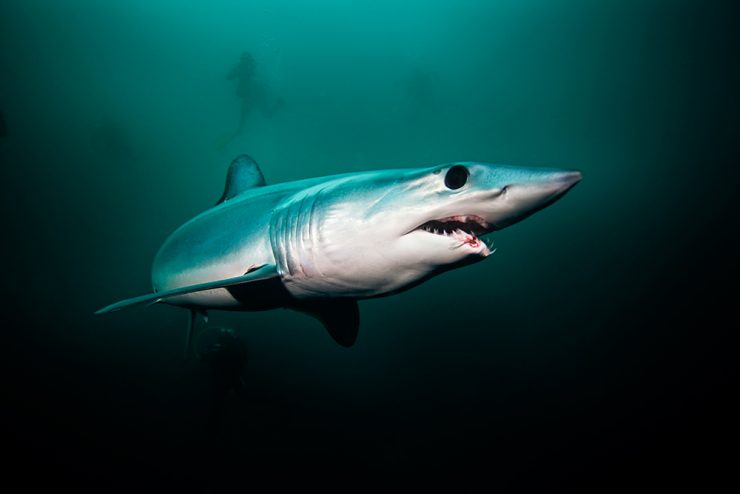 Mako Shark, swimmimng in Baja California water