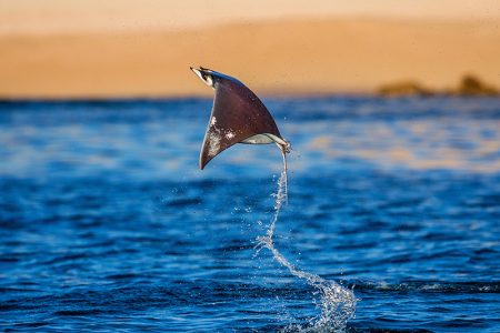 Jump of Mobula Munkiana Jump of Mobula Munkiana