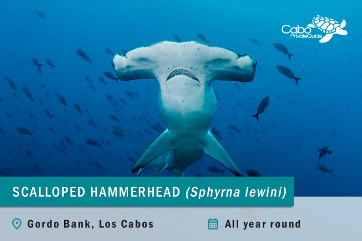 Scalloped Hammerhead Shark at Gordo Banks