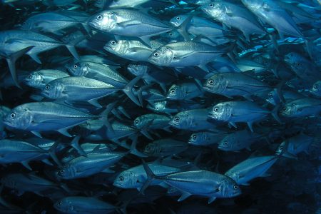 School of Jack fish School of Jack fish