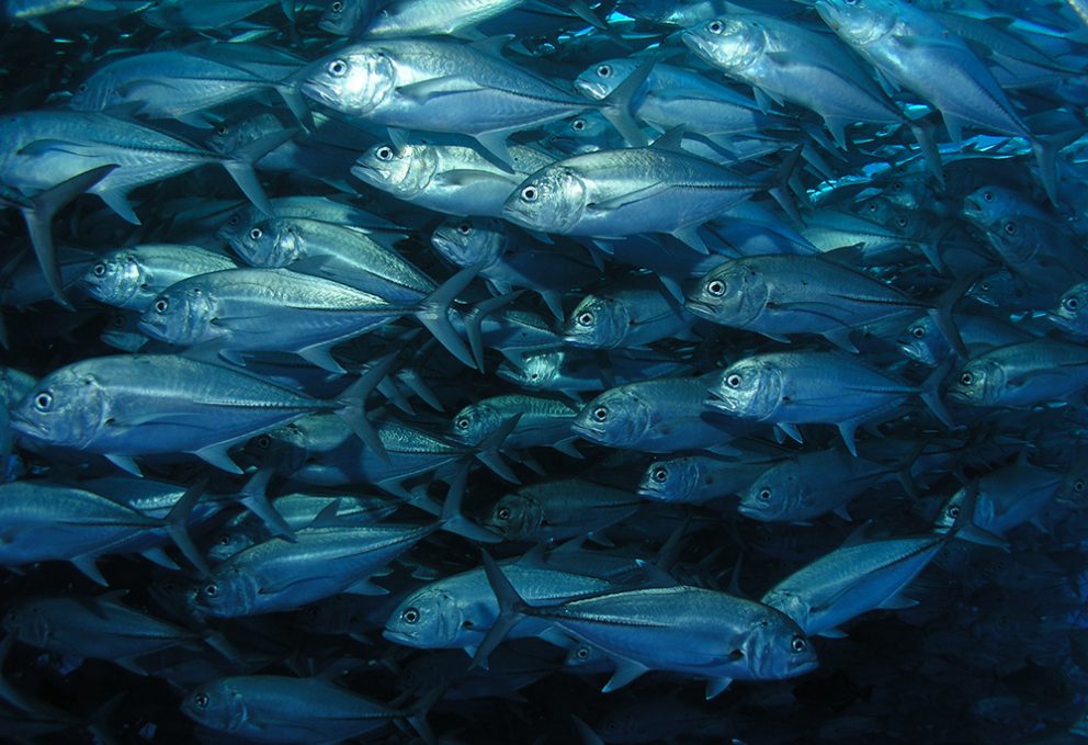 School of Jack fish School of Jack fish