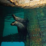 Sealion at the Fang Ming