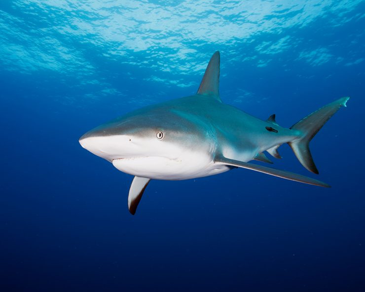 Silky Shark (Carcharhinus Falciformis)