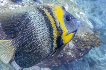 Angel fish in the Corridor of Los Cabos