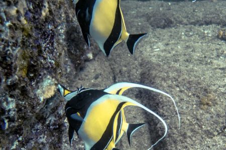 Bannerfish in Los Cabos