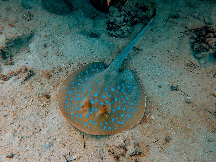 Blue Spotted Stingray