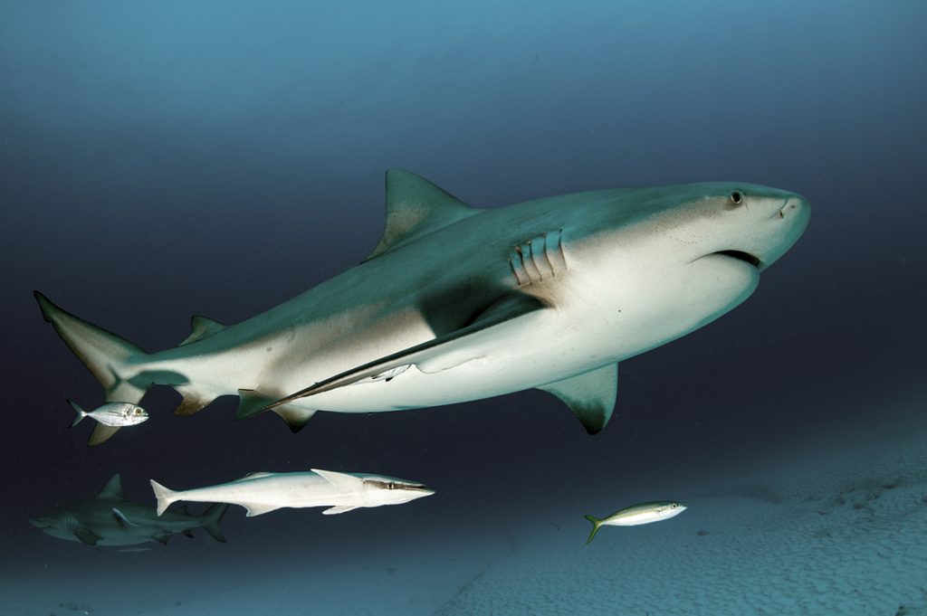 Dive with bull shark