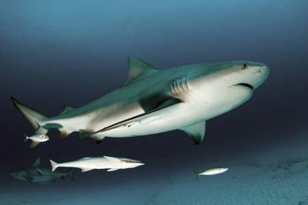 Dive with bull shark