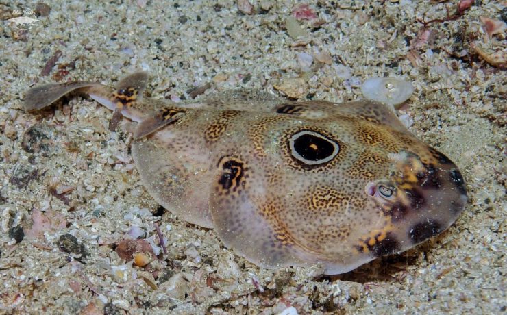 Bullseye Electric Ray