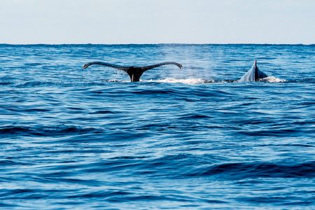 Whale watching in Cabo San Lucas Mexico