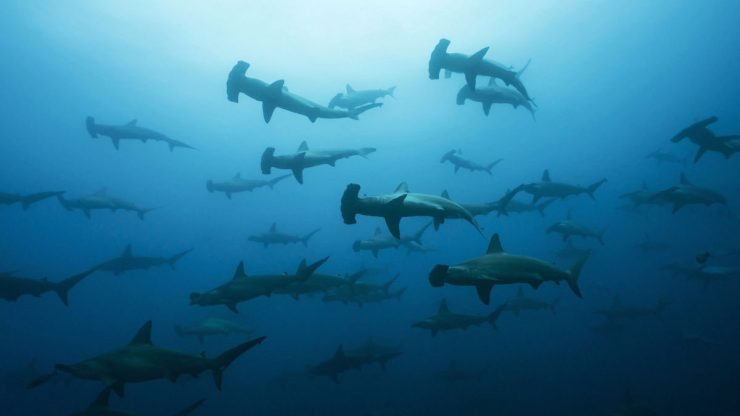 cabo private guide gordobanks hammerhead shark