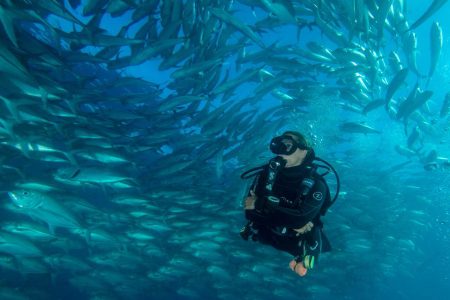 Fish tornado in Cabo Pulmo Fish tornado in Cabo Pulmo
