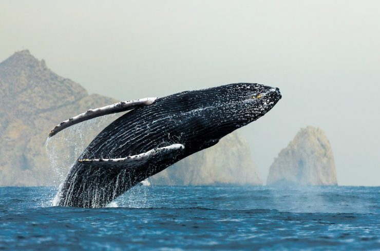 Humpback Whale jumping out of water in Cabo San Lucas