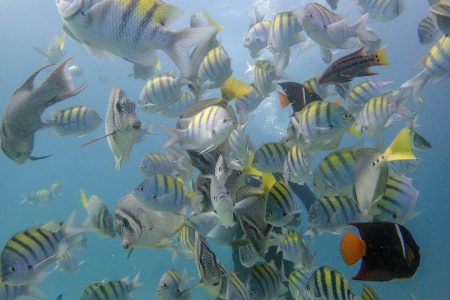 Cabo San Lucas Snorkeling