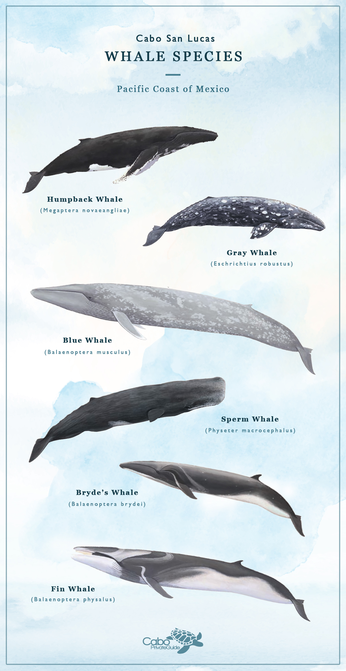 Whale species of Cabo San Lucas