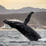Cabo San Lucas Whale watching