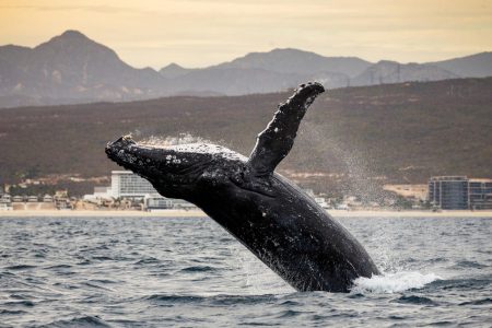 Cabo San Lucas Whale watching
