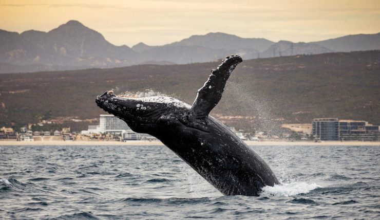 Cabo San Lucas Whale watching