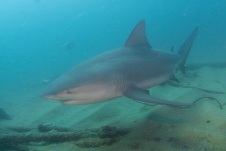 caboprivateguide-bullshark