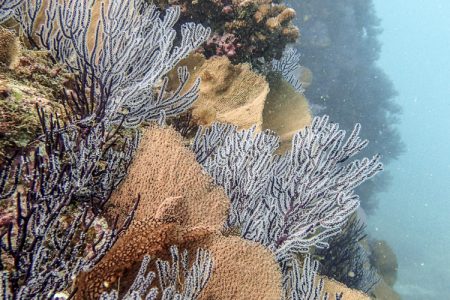 Coral Reef in Cabo