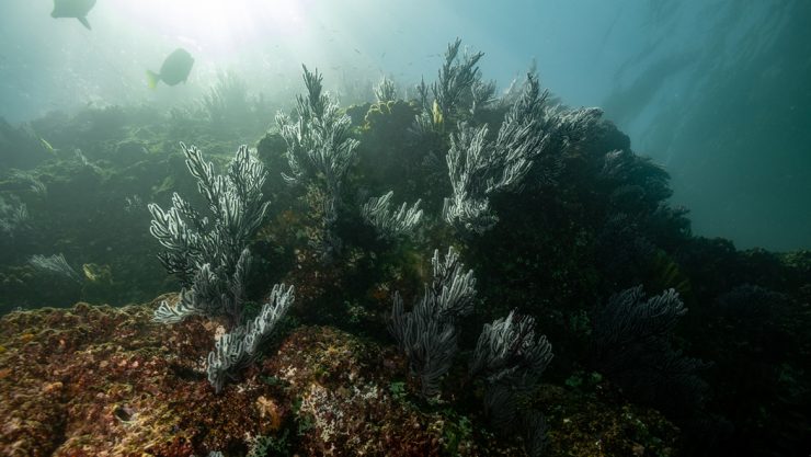 Coral reef in Cabo san Lucas