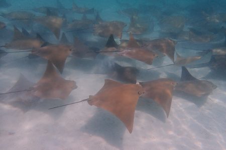 La Ventana, Cownose underwater