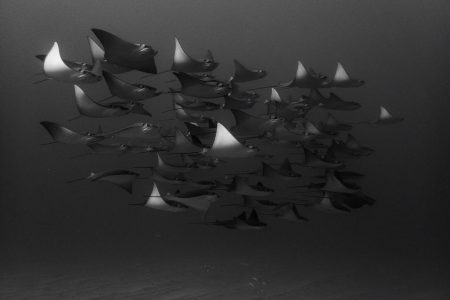 Cownose ray