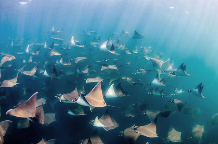 Devil ray swimming