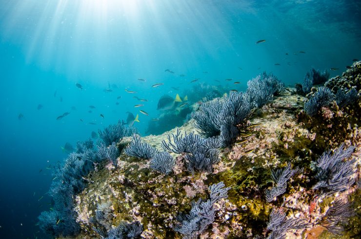Coral Reef at Land's End dive site (Cabo San Lucas)