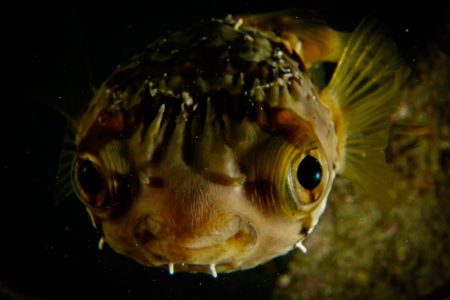 Puffer fish - Scuba diving
