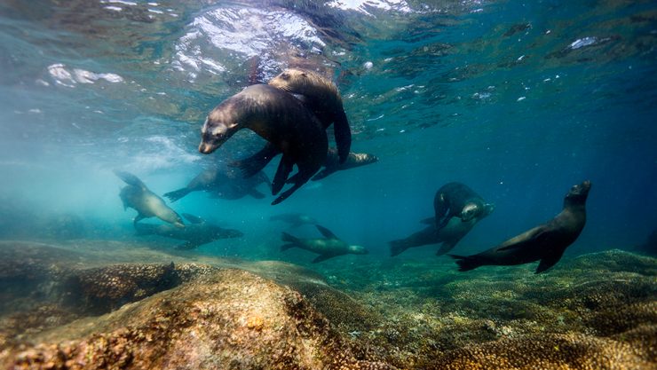 Scuba diving with Sea Lion in La Paz