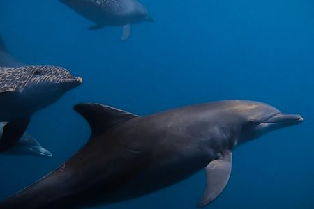 dolphin swimming in cerralvo island , mexico