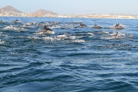 Dolphin in Los Cabos