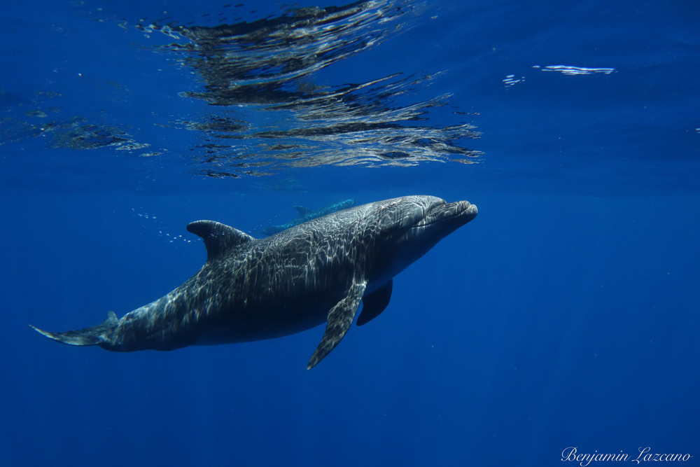dolphin underwater cabo san lucas