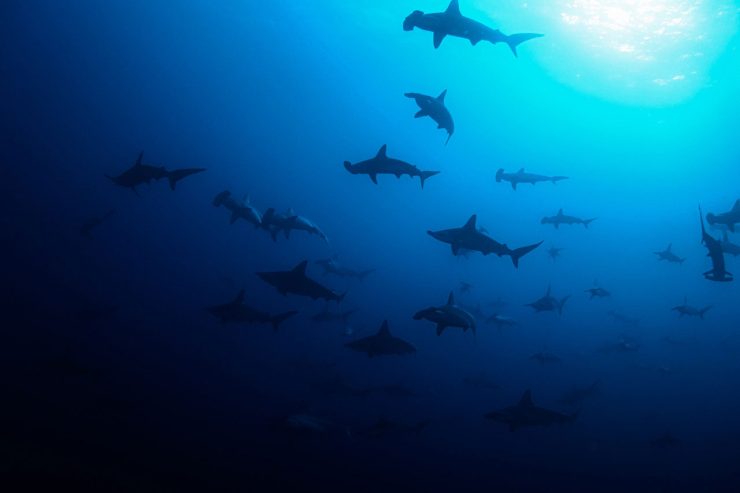 Scuba diving at Gordo bank with Hammerhead Sharks
