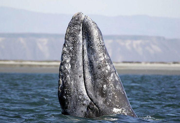 Gray Whale in Magdalena Bay Mexico
