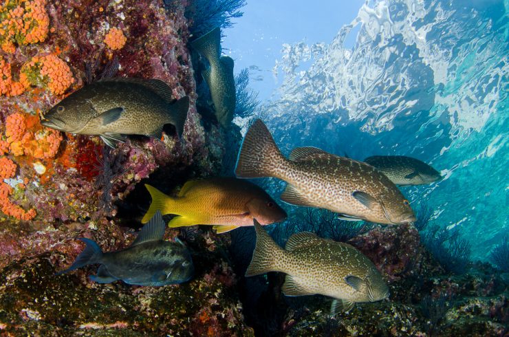 leopard grouper (mycteroperca rosacea), in Cabo San Lucas
